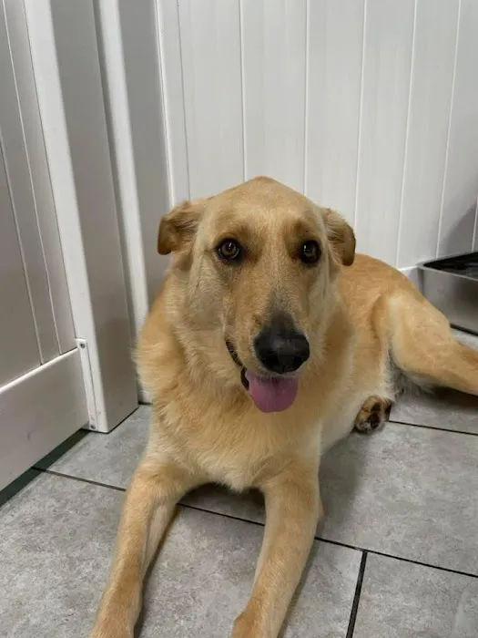 Kildaire Animal Medical Center Picture 1