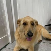 Kildaire Animal Medical Center ico