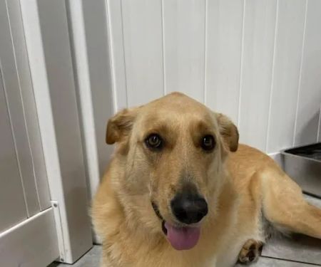 Kildaire Animal Medical Center