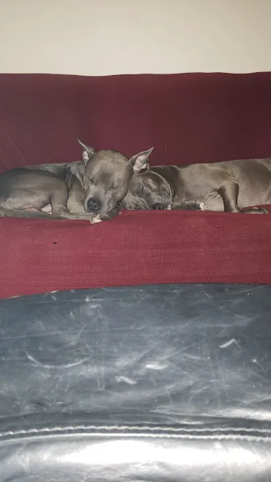Kildaire Animal Medical Center Picture 2
