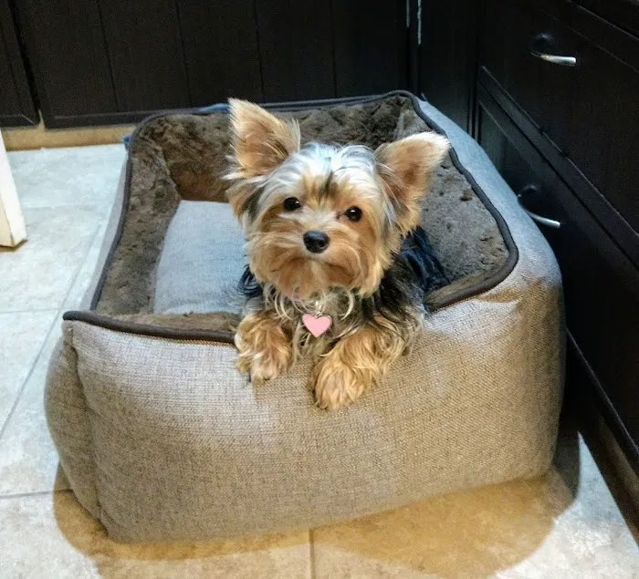 Kildaire Animal Medical Center Picture 9