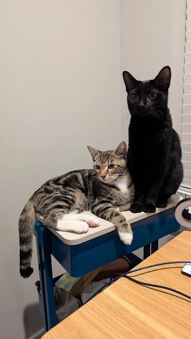 Urgent care - Green Level Animal Hospital & Urgent Care Picture 1
