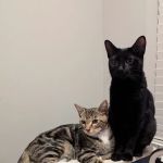 Urgent care - Green Level Animal Hospital & Urgent Care