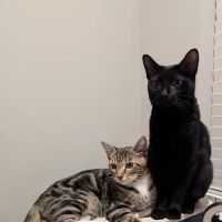 Urgent care - Green Level Animal Hospital & Urgent Care ico
