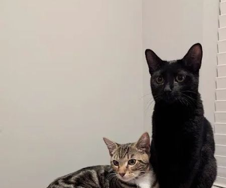 Urgent care - Green Level Animal Hospital & Urgent Care
