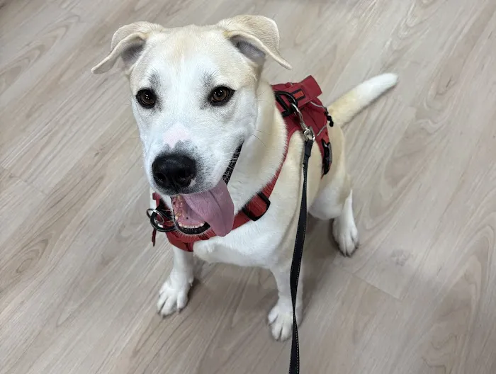 Urgent care - Green Level Animal Hospital & Urgent Care Picture 3
