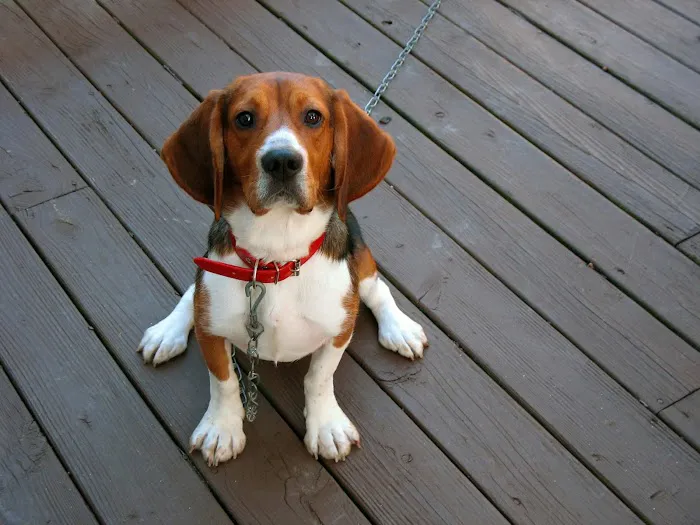 West Cary Animal Hospital Picture 3