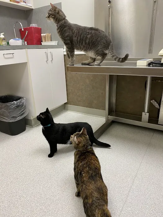 West Cary Animal Hospital Picture 2