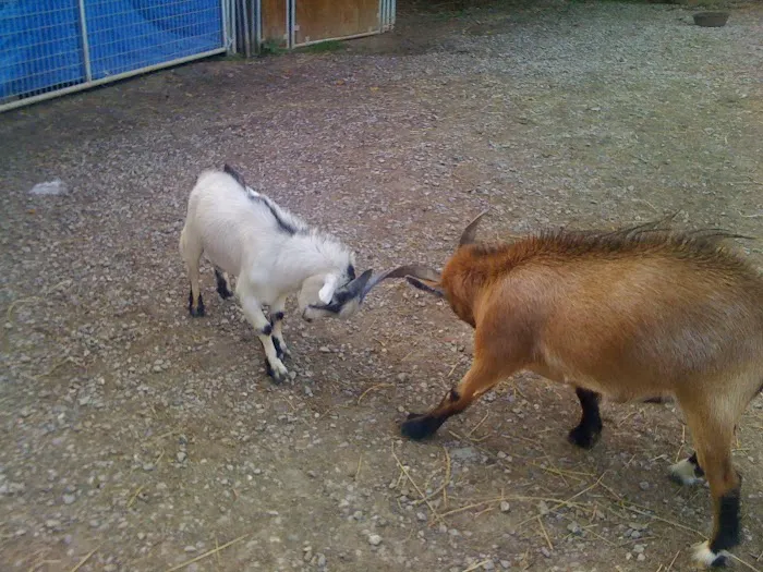 Hoof and Horn Mobile Veterinary Services PLLC Picture 3