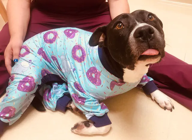 Animal Hospital of Peak Plaza Picture 1