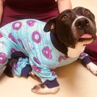 Animal Hospital of Peak Plaza ico
