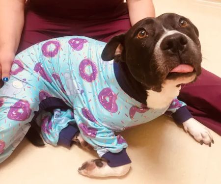 Animal Hospital of Peak Plaza
