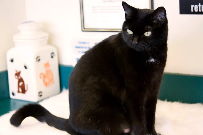 Animal Hospital of Peak Plaza Picture 7