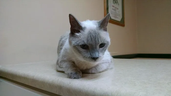 Magnolia Animal Hospital: Kesic Cindy DVM Picture 3