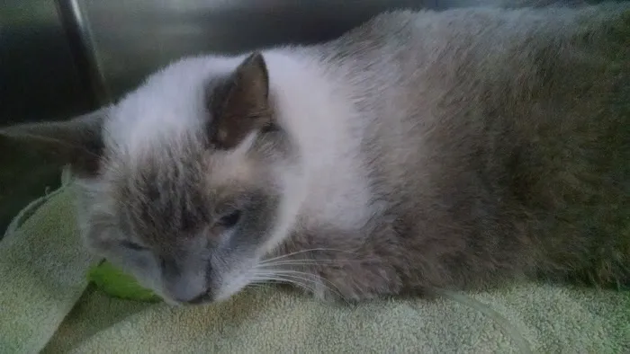 Magnolia Animal Hospital: Kesic Cindy DVM Picture 4