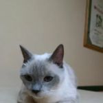 Magnolia Animal Hospital: Kesic Cindy DVM