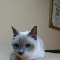 Magnolia Animal Hospital: Kesic Cindy DVM ico
