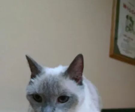 Magnolia Animal Hospital: Kesic Cindy DVM