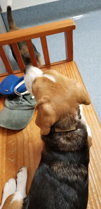 The Animal Hospital of Carrboro Picture 1