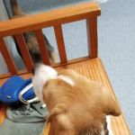 The Animal Hospital of Carrboro