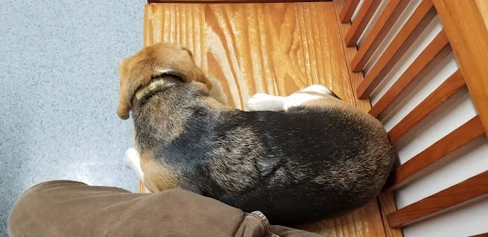 The Animal Hospital of Carrboro Picture 5