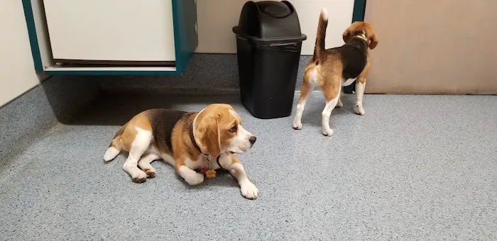 The Animal Hospital of Carrboro Picture 6