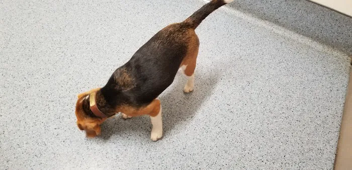 The Animal Hospital of Carrboro Picture 7