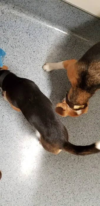 The Animal Hospital of Carrboro Picture 9