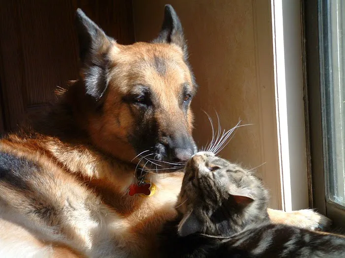 The Animal Hospital of Carrboro Picture 2