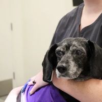 Kindred Heart Animal Hospital ico