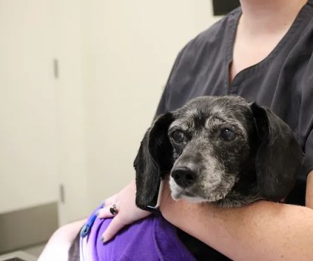 Kindred Heart Animal Hospital