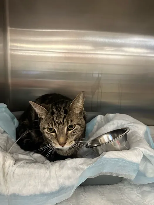 Kindred Heart Animal Hospital Picture 6