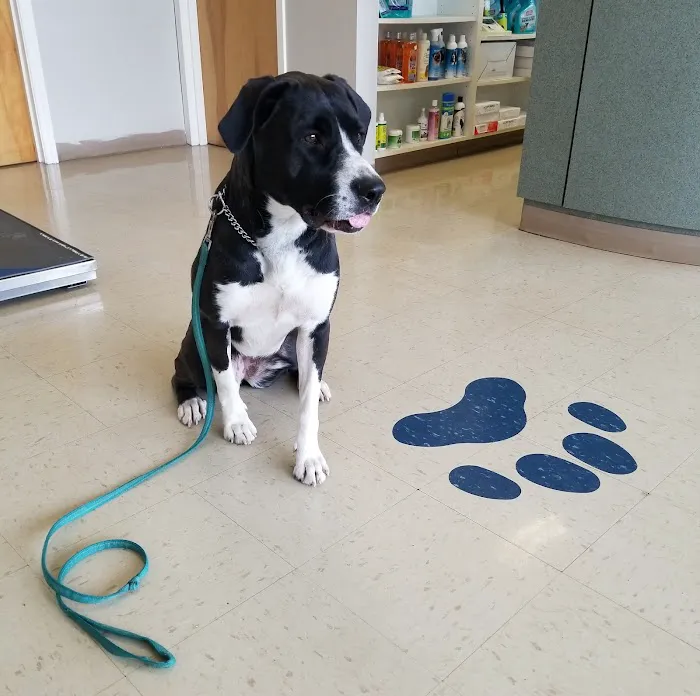 Carrboro Plaza Veterinary Clinic Picture 8