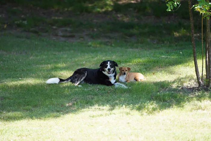 Carrboro Plaza Veterinary Clinic Picture 7