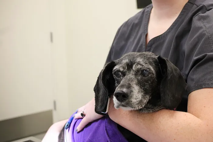 Kindred Heart Animal Hospital at Governors Village Picture 1
