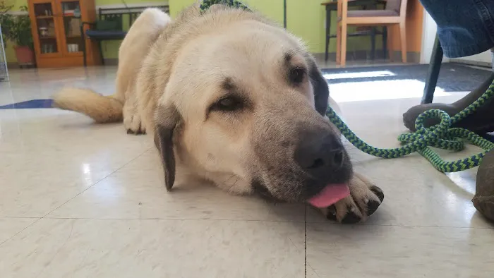 Goochland Animal Clinic Picture 2