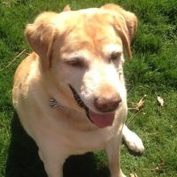 Goochland Animal Clinic ico