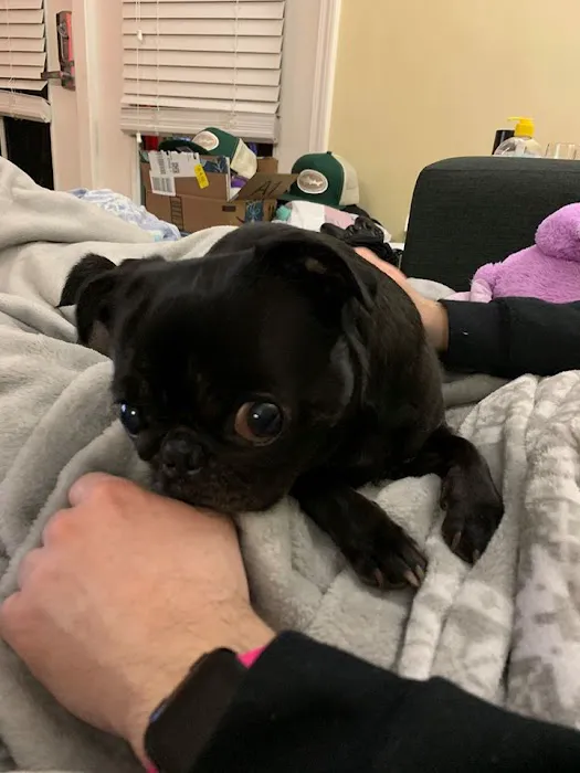 BluePearl Pet Hospital Picture 1