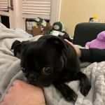 BluePearl Pet Hospital