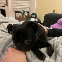 BluePearl Pet Hospital ico