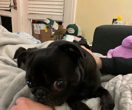 BluePearl Pet Hospital