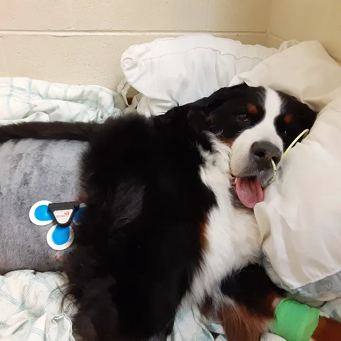 BluePearl Pet Hospital Picture 10