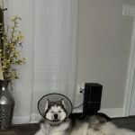 Broad Street Veterinary Hospital