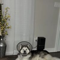 Broad Street Veterinary Hospital ico
