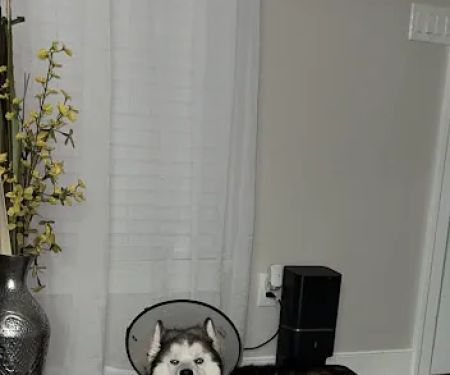 Broad Street Veterinary Hospital