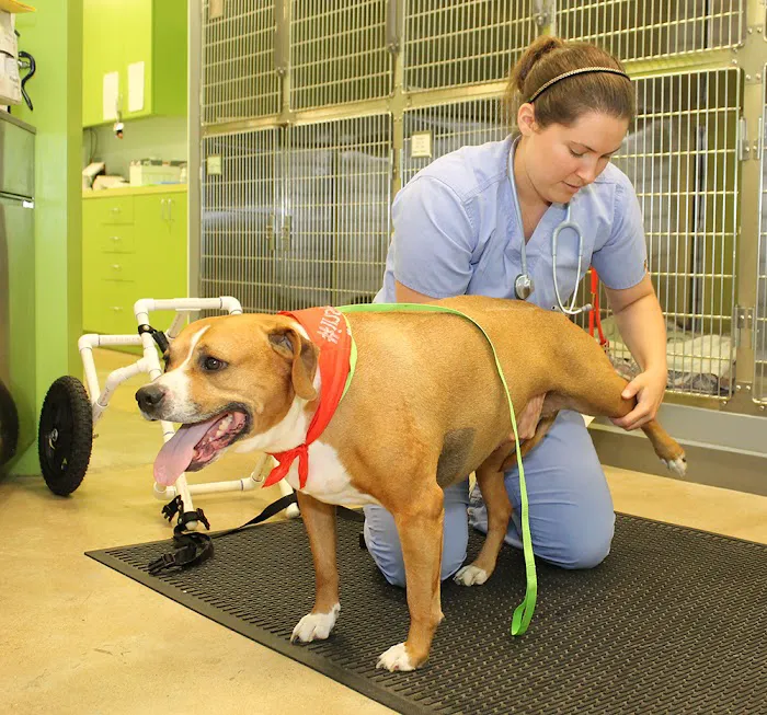 Susan M. Markel Veterinary Hospital at the Richmond SPCA Picture 10