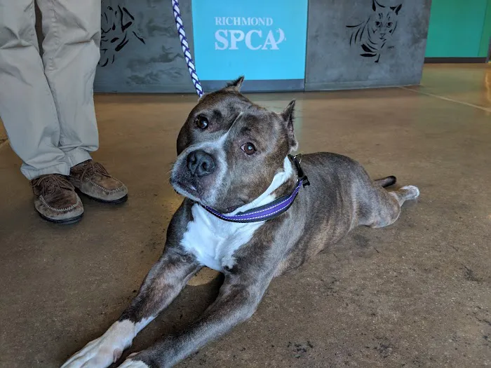 Susan M. Markel Veterinary Hospital at the Richmond SPCA Picture 9