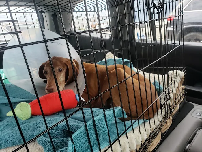Helping Hands Veterinary Surgery and Dentistry of Virginia Picture 7