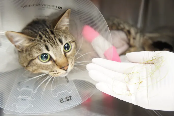 Helping Hands Veterinary Surgery and Dentistry of Virginia Picture 3