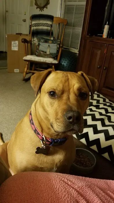Tuckahoe Veterinary Hospital Picture 4